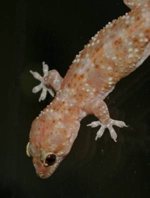 Turkish Gecko