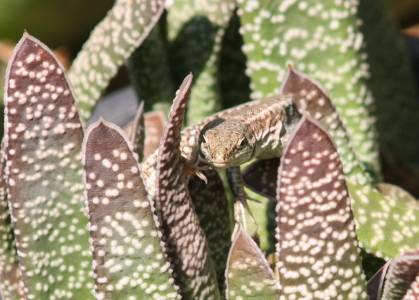 Aegean Wall Lizzard