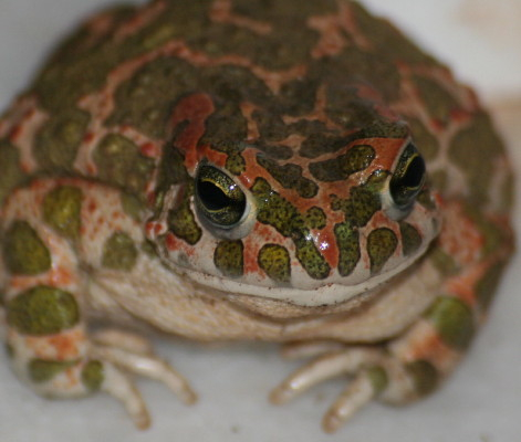 Green Toad