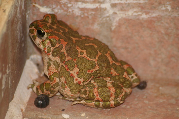 Green Toad