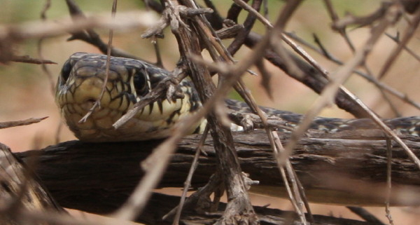 Balkan Whip Snake