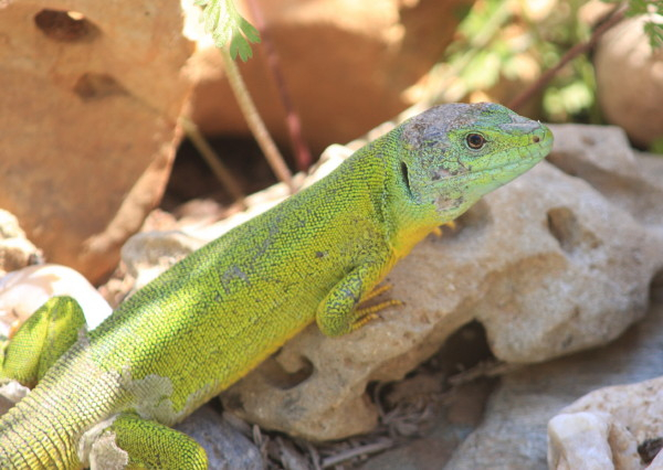 Balkan Green Lizzard