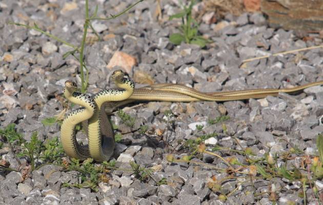 Balkan Whip Snake