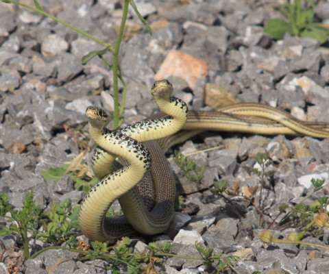 Balkan Whip Snake