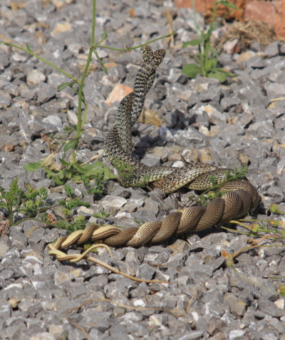 Balkan Whip Snake
