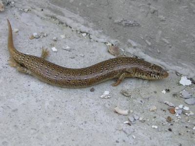 Ocellated Skink