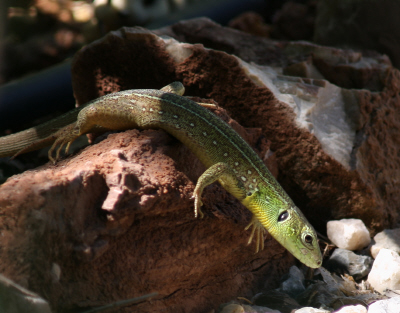 Balkan Green Lizzard