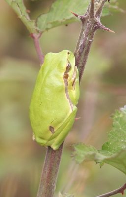 Common Tree Frog