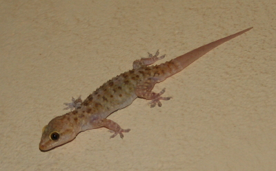 Turkish Gecko