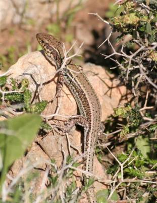 Aegean Wall Lizzard