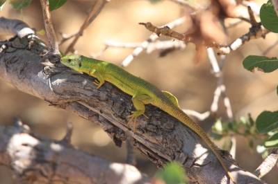 Balkan Green Lizzard