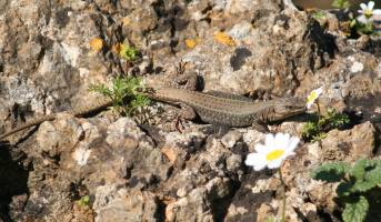 Aegean Wall Lizzard