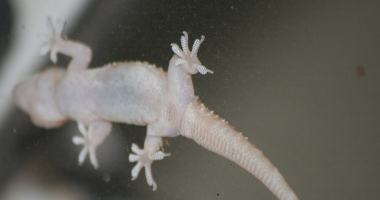Gecko through the window