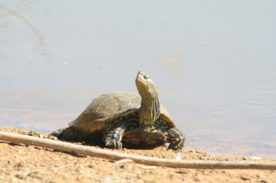 Stripe-necked Terrapin