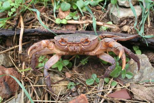Freshwater Crab