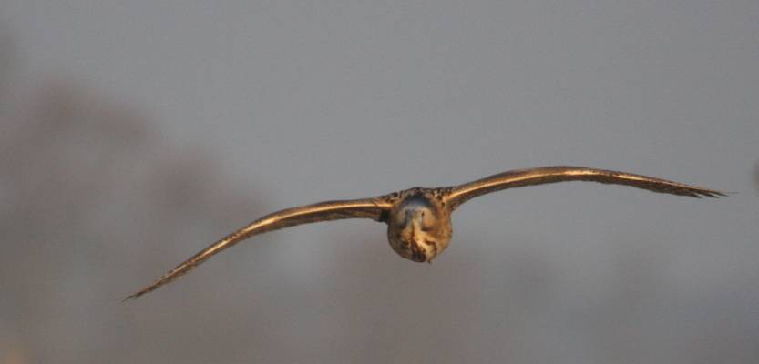 Bittern