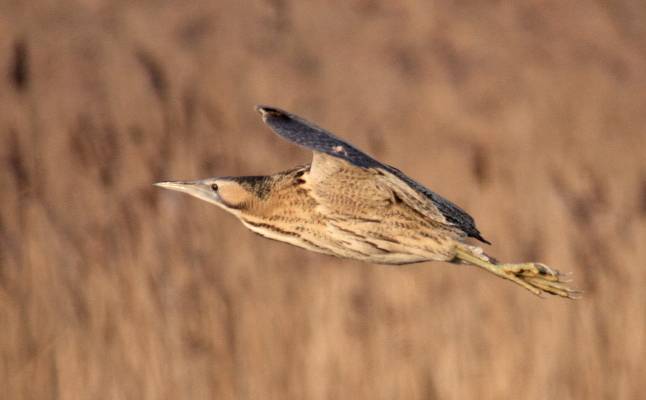 Bittern