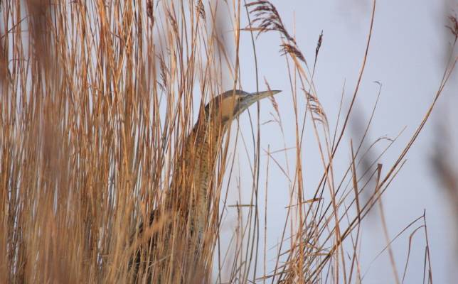Bittern