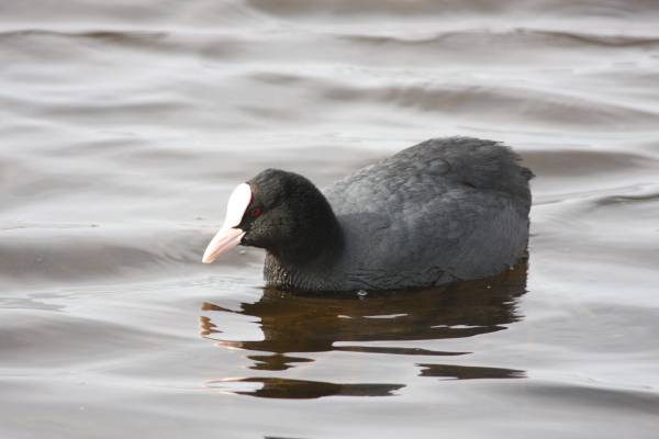 Coot