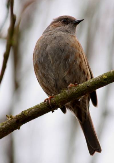 Dunnock