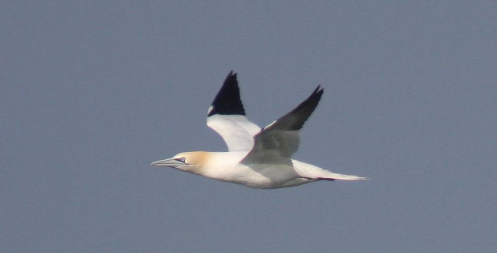 Gannet