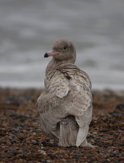 Glaucous Gull