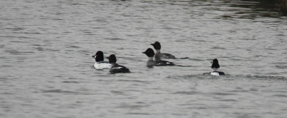 Goldeneye