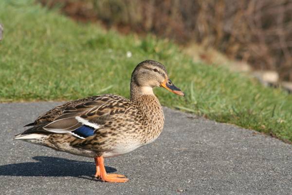 Mallard female