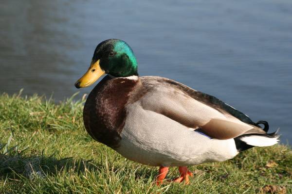 Mallard male