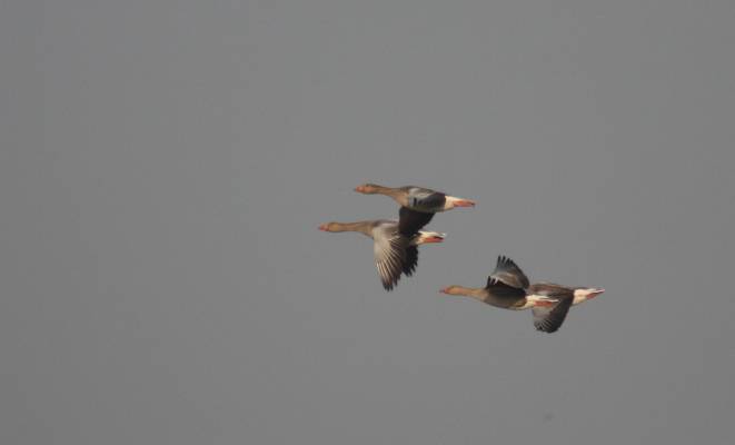 Greylag Geese