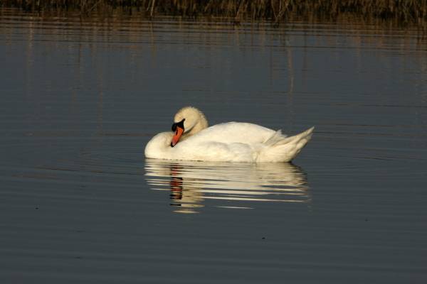 Mute Swan