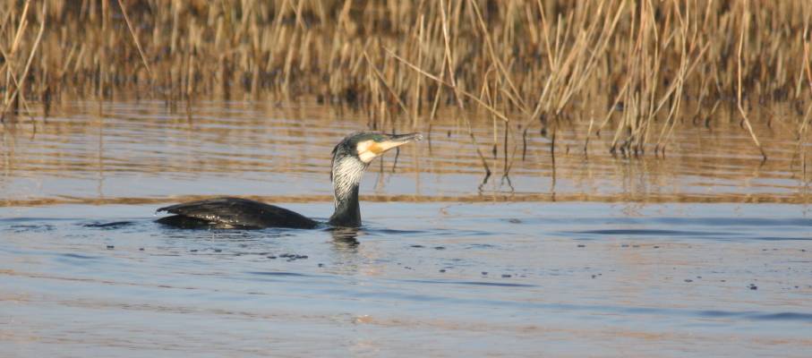Cormorant