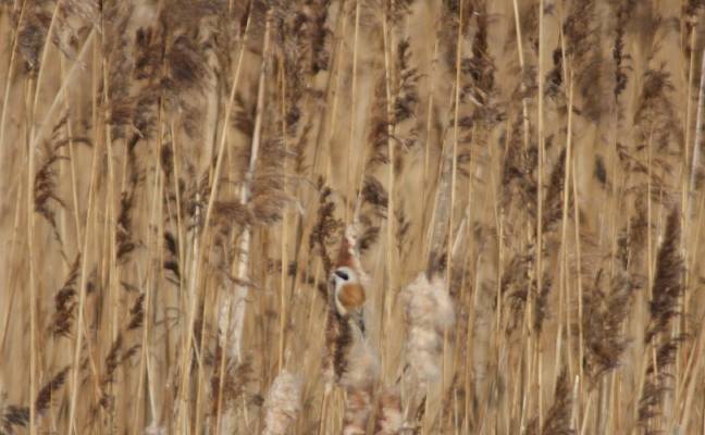 Penduline Tit