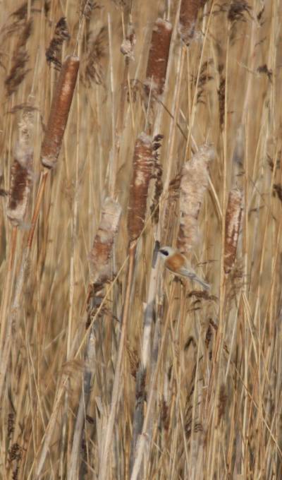 Penduline Tit