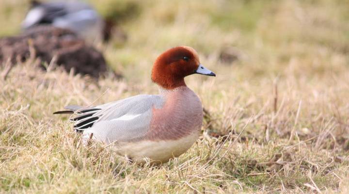 Wigeon male