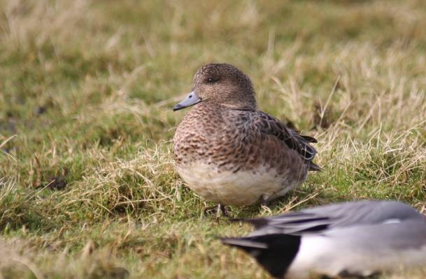 Wigeon female