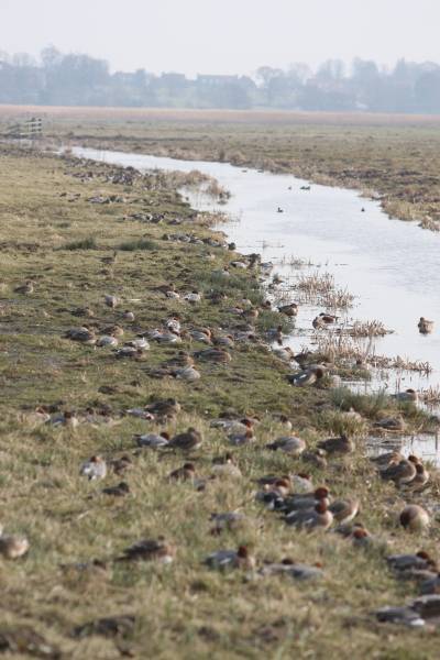Wigeon