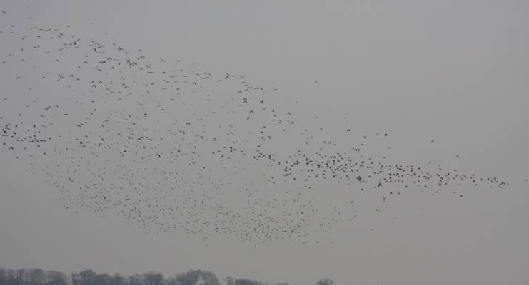 Lapwing and Golden Plover