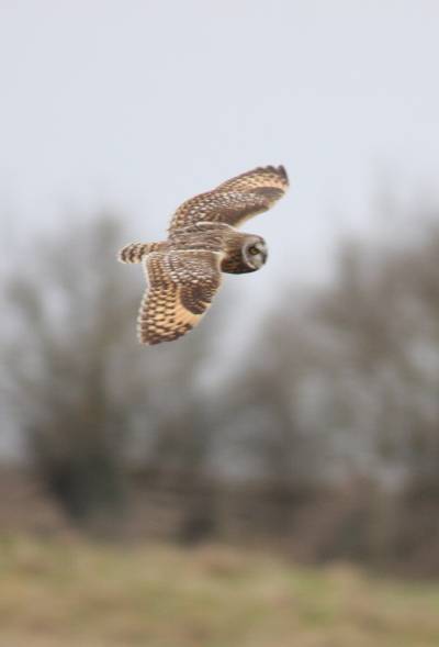 Short-eared Owl