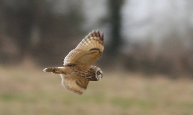 Short-eared Owl
