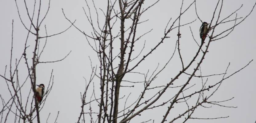 Great  Spotted Woodpecker