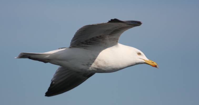 Herring Gull