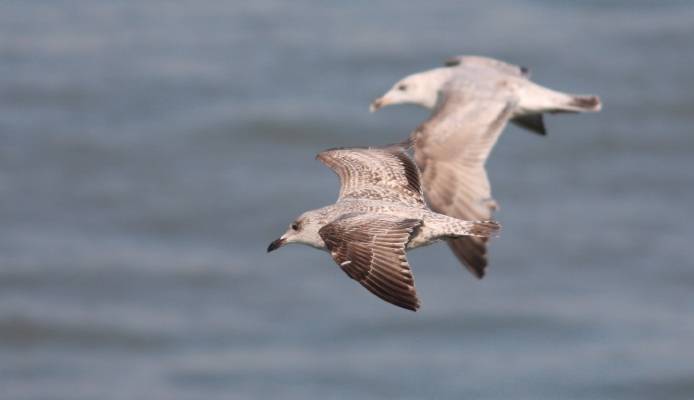 Herring Gull