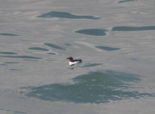 Guillemot
