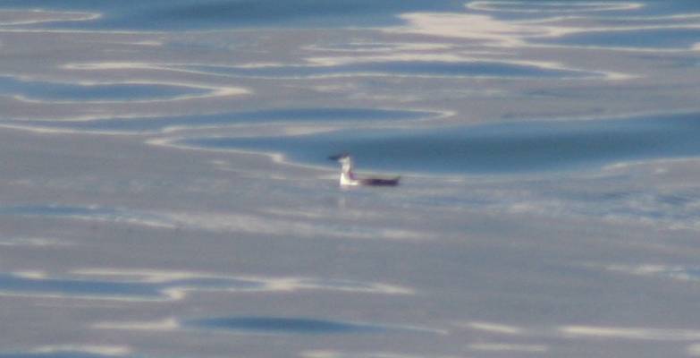 Great Northern Loon [Diver]