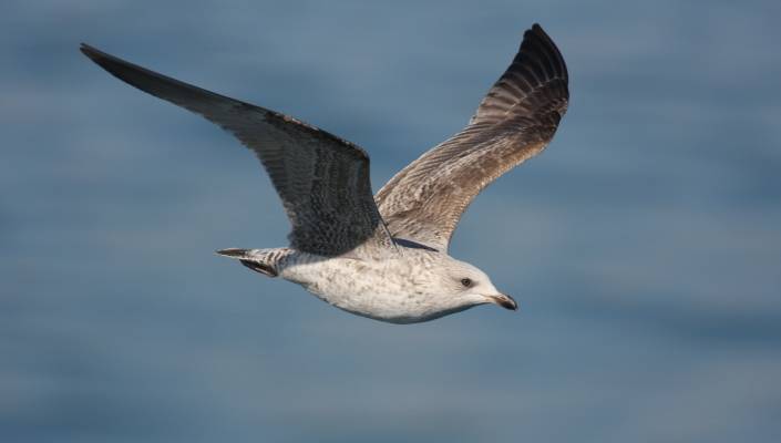 Herring Gull