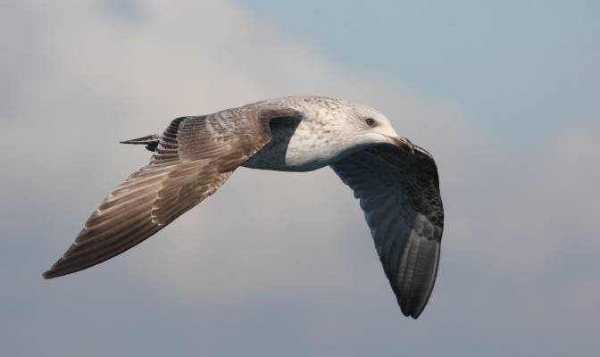 Herring Gull