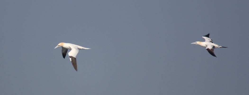 Gannet