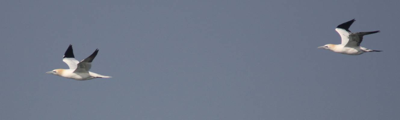 Gannet
