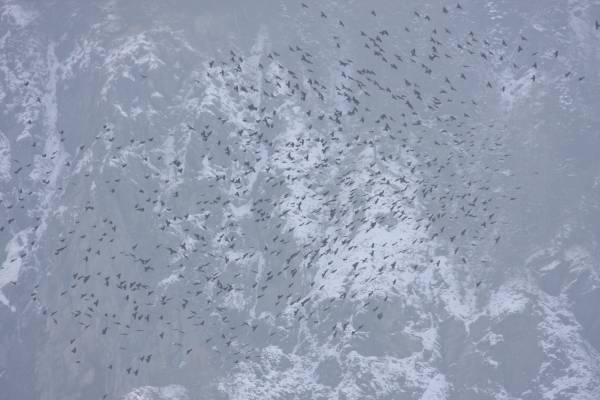 Apline Chough